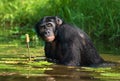 Bonobo sits at the pond. Democratic Republic of Congo. Lola Ya BONOBO National Park. Royalty Free Stock Photo