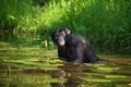 Bonobo sits at the pond. Democratic Republic of Congo. Lola Ya BONOBO National Park. Royalty Free Stock Photo