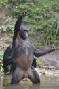 Bonobo standing on her legs in water with a cub on a back standing and hand up. The Bonobo ( Pan paniscus). Royalty Free Stock Photo