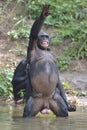 Bonobo standing on her legs in water with a cub on a back standing and hand up. The Bonobo ( Pan paniscus). Royalty Free Stock Photo