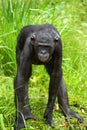 Bonobo stands at the edge of the pond. Democratic Republic of Congo. Lola Ya BONOBO National Park. Royalty Free Stock Photo