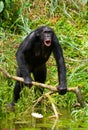 Bonobo stands at the edge of the pond. Democratic Republic of Congo. Lola Ya BONOBO National Park. Royalty Free Stock Photo