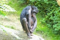 A bonobo inspects his privates Royalty Free Stock Photo