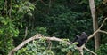 Bonobo on a tree branch. Royalty Free Stock Photo