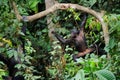 Bonobo on a tree branch. Royalty Free Stock Photo