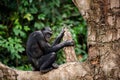Bonobo on a tree branch. Royalty Free Stock Photo