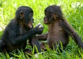 Bonobos eating bamboo. Democratic Republic of Congo. Lola Ya BONOBO National Park.