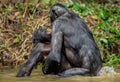 Bonobos having sex in the water. Scientific name: Pan paniscus, earlier being called the pygmy chimpanzee. Royalty Free Stock Photo