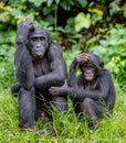 Bonobos Royalty Free Stock Photo