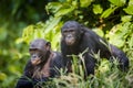 Bonobos in natural habitat. Green natural background. The Bonobo ( Pan paniscus) Royalty Free Stock Photo