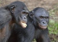 The bonobos ( Pan paniscus) Royalty Free Stock Photo