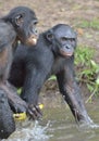 The bonobos ( Pan paniscus) Royalty Free Stock Photo