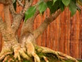 Bonsai Royalty Free Stock Photo