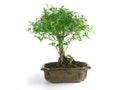 Bonsai Royalty Free Stock Photo