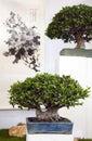 Bonsai Royalty Free Stock Photo