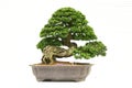 Bonsai Royalty Free Stock Photo