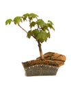 Bonsai Royalty Free Stock Photo
