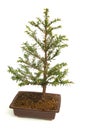 Bonsai Royalty Free Stock Photo