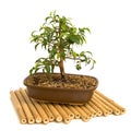 Bonsai Royalty Free Stock Photo