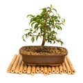 Bonsai Royalty Free Stock Photo