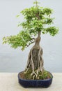 Bonsai Royalty Free Stock Photo