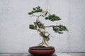 Bonsai Royalty Free Stock Photo