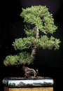 Bonsai Royalty Free Stock Photo