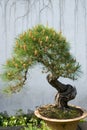 Bonsai Royalty Free Stock Photo