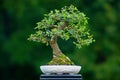 Bonsai Royalty Free Stock Photo