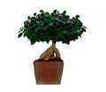 Bonsai Royalty Free Stock Photo