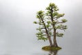 Bonsai Royalty Free Stock Photo