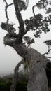 Natural bonsai decades ago at an altitude of thousands of meters above sea level