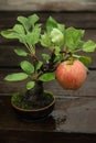 Bonsai apple tree Royalty Free Stock Photo