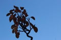 Bonsai apple tree against blue sky, in autumn.
