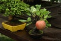 Bonsai apple tree in a garden