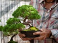 Bonsai artist shows a specimen of Juniperos chinensis