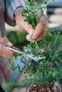 Bonsai artist takes care of his Cotoneaster tree, pruning leaves and branches with professional shears. Royalty Free Stock Photo