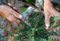 Bonsai artist takes care of his Cotoneaster tree, pruning leaves and branches with professional shears. Royalty Free Stock Photo