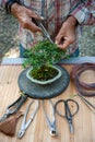 Bonsai artist takes care of his Cotoneaster tree, pruning leaves and branches by shears. Royalty Free Stock Photo