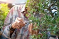 Bonsai artist takes care of his Quercus suber tree, pruning leaves and branches by professional shears. Royalty Free Stock Photo