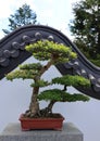 Bonsai. It is an Asian art form using cultivation techniques to produce small trees