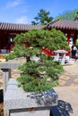 Bonsai. It is an Asian art form using cultivation techniques to produce small trees