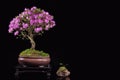 Bonsai Azalea japonica