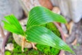 Bonsai, Baby Coconut, Green Leaf Royalty Free Stock Photo