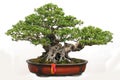 Bonsai of banyan Royalty Free Stock Photo