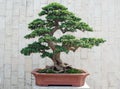 The bonsai of banyan in pot