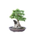 Bonsai banyan tree with white background