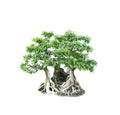 Bonsai banyan tree with white background