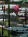 Bonsai bowl lotus Royalty Free Stock Photo