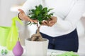 bonsai care and tending houseplant growth watering tree